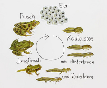 Magnetischer Lebenszyklus Frosch