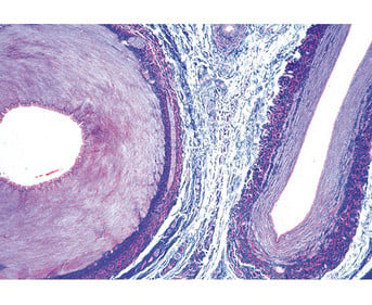 Arterie und Vene quer Präparate und Foliensätze