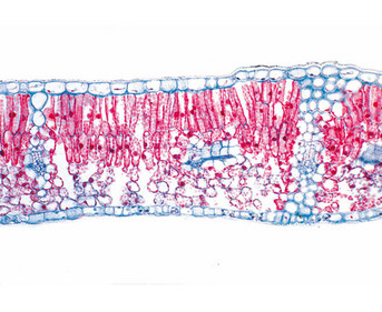 Blatt quer Präparate und Foliensätze