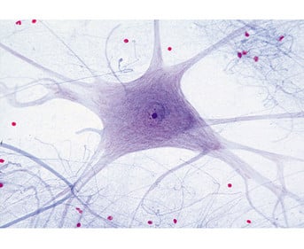 Nervenzellen (Rückenm ) quer Präparate und Foliensätze