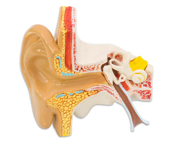Kleines Ohrmodell