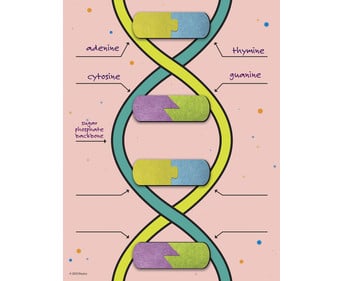 DNA Bausatz